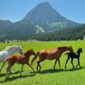 Three horses and a black cub wandering in a field with mountains in the background Royalty Free Stock Photo