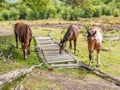 Three horses in Cerro Alarken nature reserve in Ushuaia, Tierra