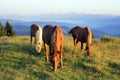 Three horses at dawn graze in the meadow on the background of silhouettes of mountains