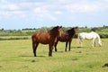 Different colour horses Royalty Free Stock Photo