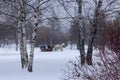 Three horses drawn in a sleigh