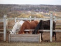 three horses eat hay Royalty Free Stock Photo
