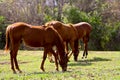 Three horses eating