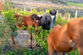 Three horses eating grape leaves in mountain vineyard Royalty Free Stock Photo