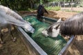 Three horses eating hay from a slow feeder in spring in a horse center.. Royalty Free Stock Photo