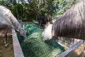 Three horses eating hay from a slow feeder in spring in a horse center.. Royalty Free Stock Photo