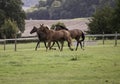 Three horses galloping in a field Royalty Free Stock Photo