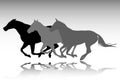 Three horses galloping silhouettes Royalty Free Stock Photo