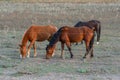 Three horses graze in a field fenced with live wire