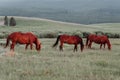 three horses graze in a grassy field with mountains in the distance Royalty Free Stock Photo