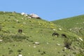 Three horses graze on a hillside with green grass in the mountains Royalty Free Stock Photo