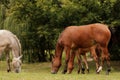 three horses graze in a meadow in autumn Royalty Free Stock Photo