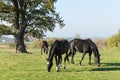 Three horses graze in the meadow. Three beautiful horses Royalty Free Stock Photo