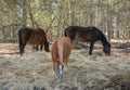 Three horses graze in the meadow. Three beautiful horses. Royalty Free Stock Photo