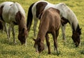 Three Horses Graze Among The Yellow Flower Covered Field Royalty Free Stock Photo