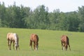 Three horses grazing
