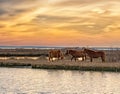 Three horses grazing