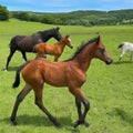 Three horses grazing in a field with mountains in the background Royalty Free Stock Photo