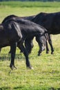 Horses grazing while flies try to interfere Royalty Free Stock Photo