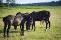 Horses grazing while flies try to interfere Royalty Free Stock Photo