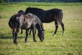 Horses grazing while flies try to interfere Royalty Free Stock Photo