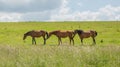 Three horses grazing on grasslands in the Cotswolds