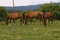 Three horses grazing in a meadow Royalty Free Stock Photo