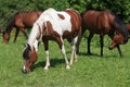 Three horses grazing on a meadow Royalty Free Stock Photo