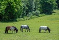 Three Horses grazing on a meadow Royalty Free Stock Photo