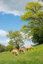 three horses grazing on a pasture, budding trees behind. spring landscape Royalty Free Stock Photo