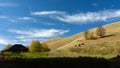 Horses grazing on a hill Royalty Free Stock Photo