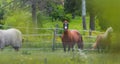 Three horses grazing and relaxing in a springtime summer meadow. Royalty Free Stock Photo