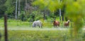 Three horses grazing and relaxing in a springtime summer meadow. Royalty Free Stock Photo