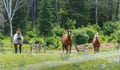 Three horses grazing and relaxing in a springtime summer meadow.