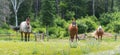 Three horses grazing and relaxing in a springtime summer meadow. Royalty Free Stock Photo