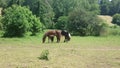 Three horses grazing sappy grass in green lawn at a birch forest in spring