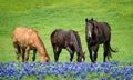 Three horses grazing in Texas bluebonnets in spring Royalty Free Stock Photo
