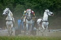 Three horses in harness. Horse race.