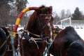 Three horses harnessed abreast (troika). Royalty Free Stock Photo