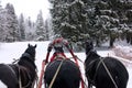 three horses harnessed to a sleigh, download through the winter forest