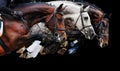 Three horses in jumping show, on black background