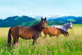 Three horses on a meadow