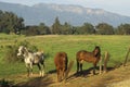 Three horses in morning light against Topa Topa Mountains, Ojai, CA