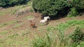 Three horses, one brown and two white, graze in a green meadow by a tree on the side of a mountain on the South Korean island of J Royalty Free Stock Photo