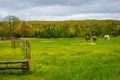 Three Horses Grazing in a Farm Pasture