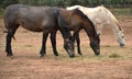 Three Horses in pasture at winery in Guadalupe Valley