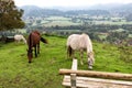 Three horses pasturing Zasip village autumn view, Slovenia tourism.