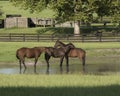 Three horses playing in pond. Royalty Free Stock Photo