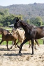 Three horses playing in stable in the afternoon Royalty Free Stock Photo