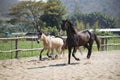 Three horses playing in stable in the afternoon Royalty Free Stock Photo